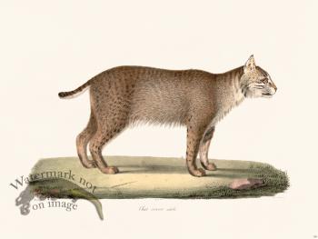 Cuvier 109 Adult Cervical Cat